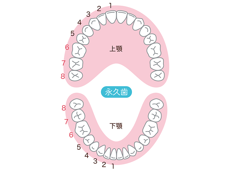 歯並び